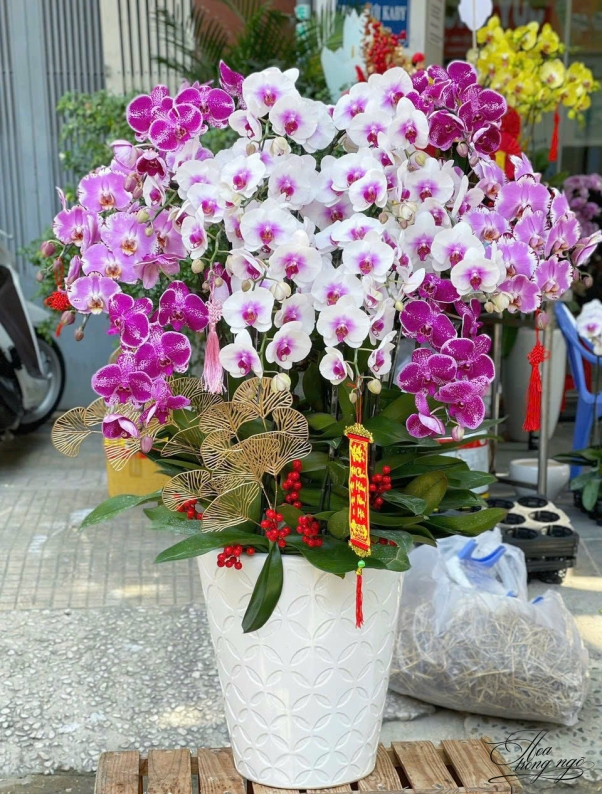 Các Mẫu Lan Hồ Điệp Đẹp 2026 | Xu Hướng Thiết Kế Sang Trọng, Dễ Chọn Quà
