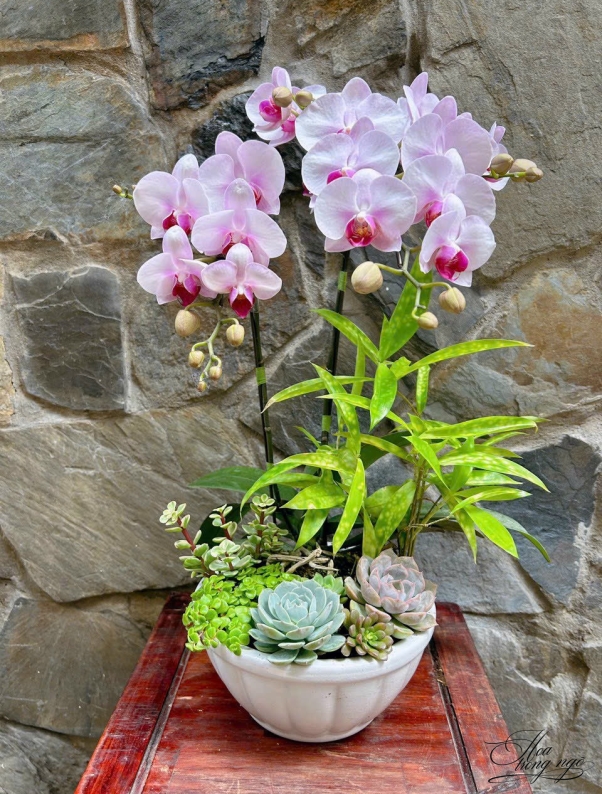 Hải Yến