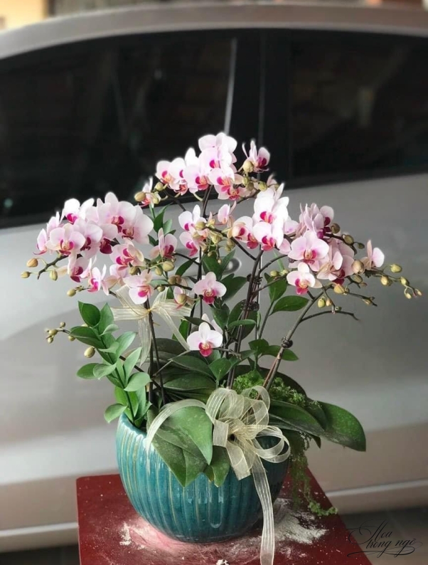 Thiên Hương